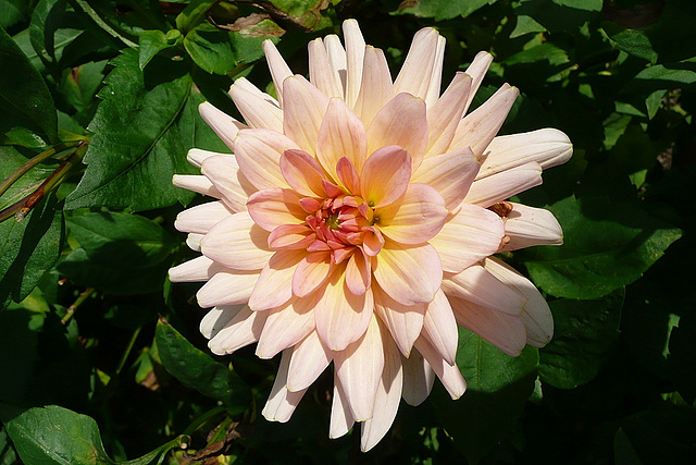 Dahlien - Oktober 2008