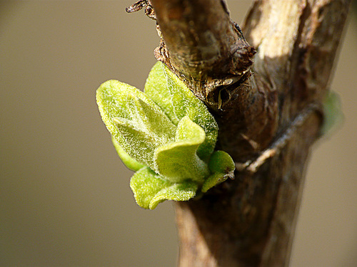 Buddleja