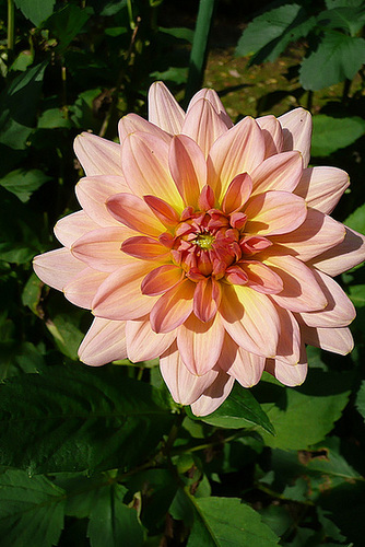 Dahlien - Oktober 2008