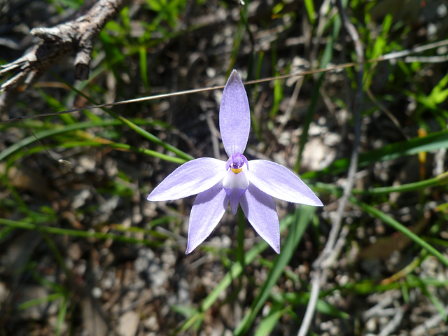 glossodia major