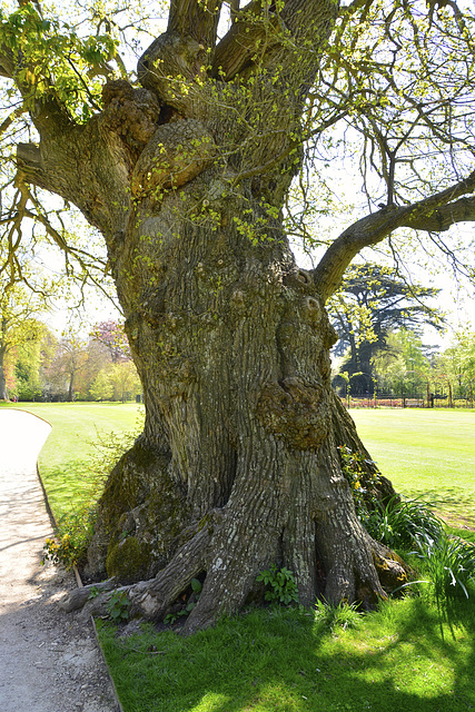 Blenheim Palace – English Oak