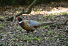 Blenheim Palace – Pheasant