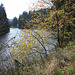 Der Grumbacher Teich im Harz