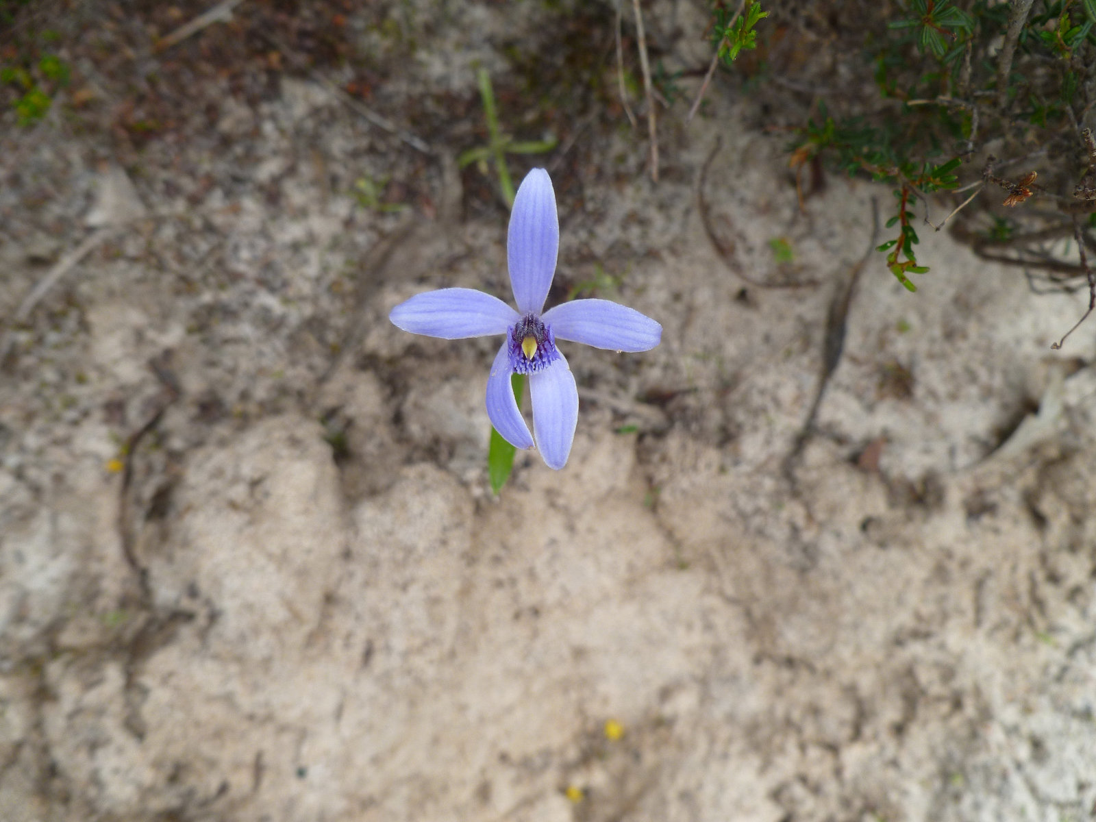 Blue fairies