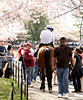 25a.Sunday.NCBF.TidalBasin.SW.WDC.29mar09