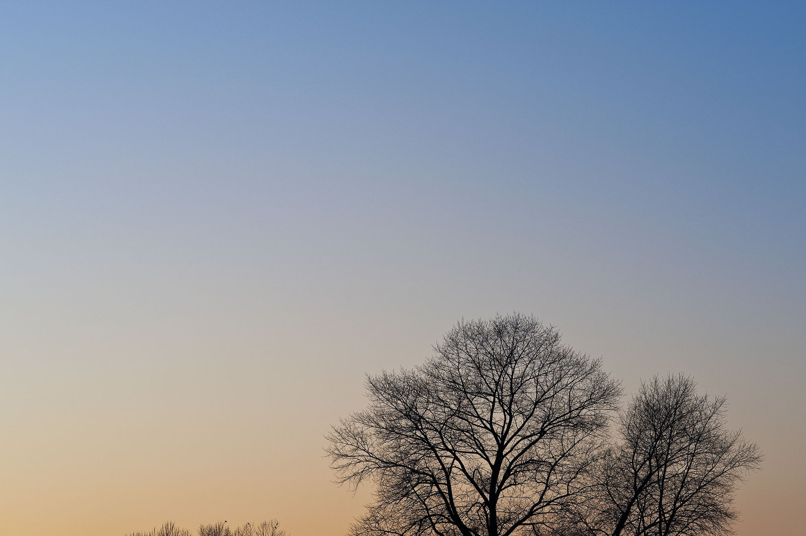 Evening