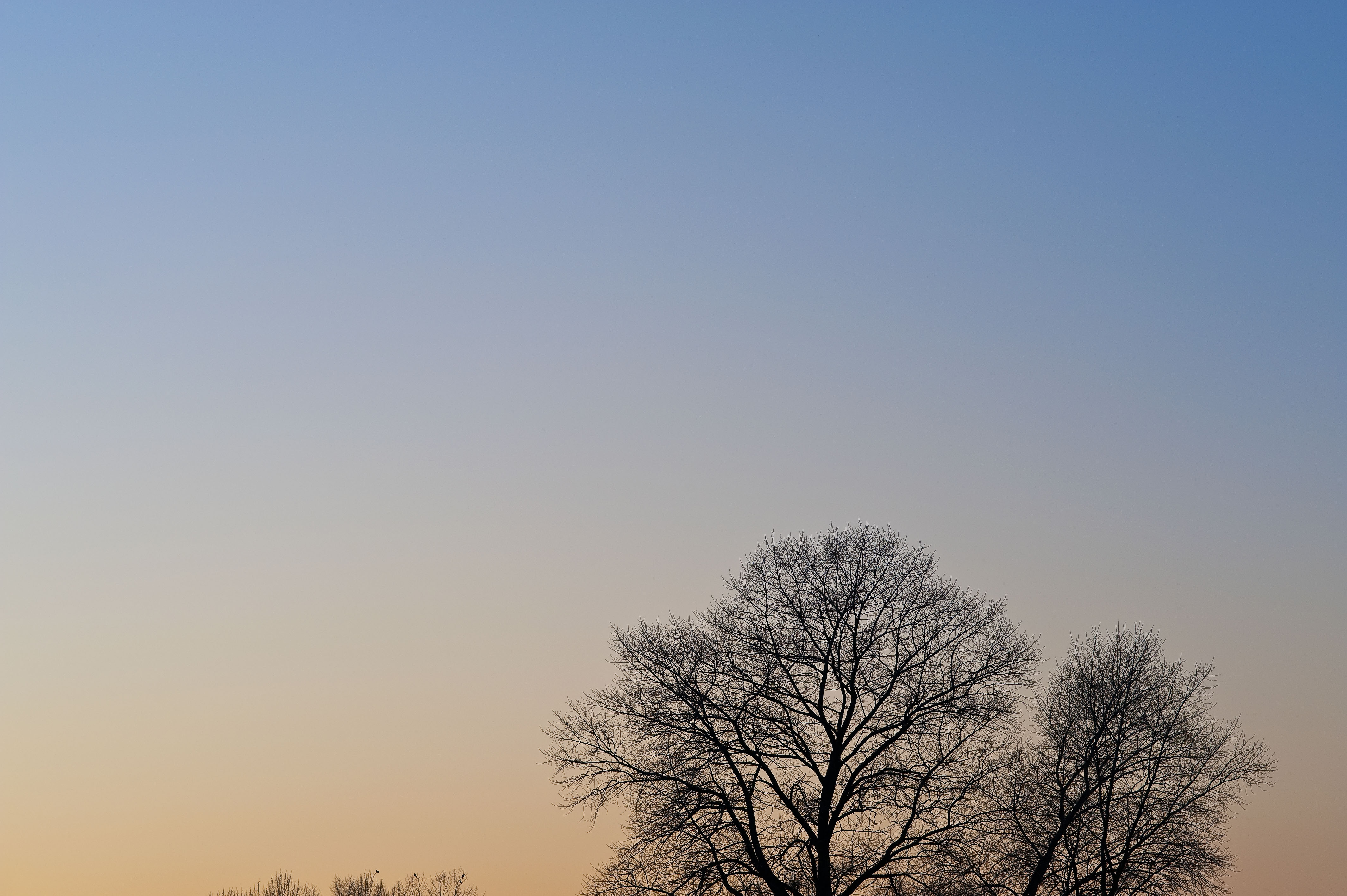 Evening