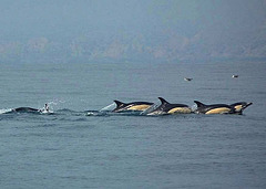 Sesimbra Coast, a "flock" of Delphinus Delphis (common dolphins)