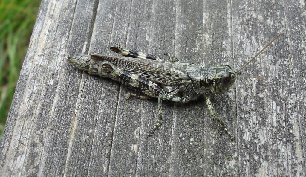 Tarnung camouflage