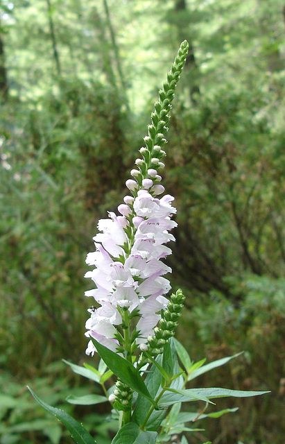 Obedient Plant