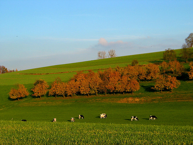 Herbst in Oberschwaben