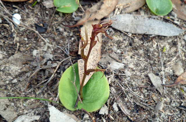 Gnat orchid