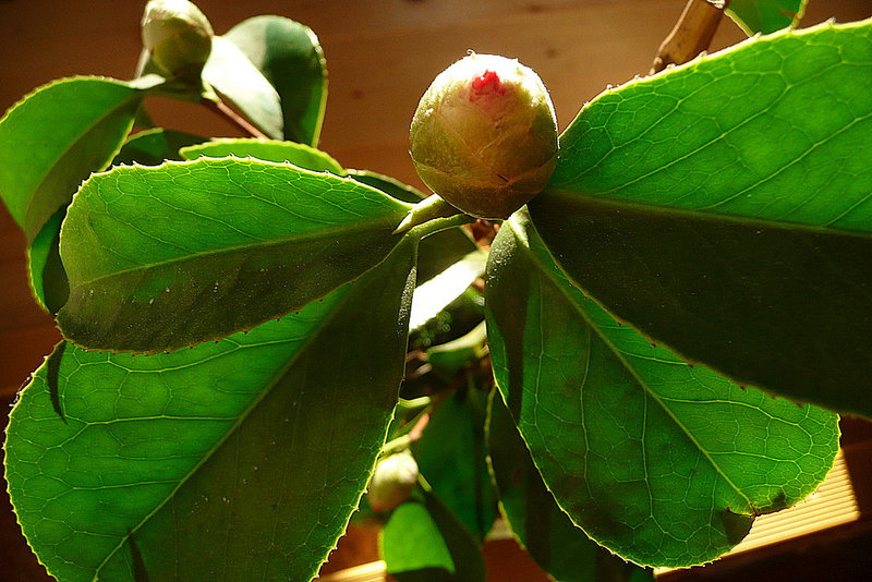 Camelia japonica 'Chandleri elegans'