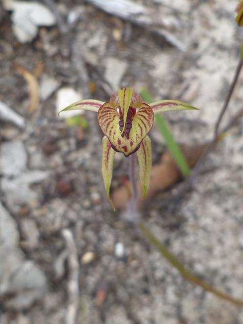 Heartlip orchid