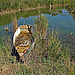 barque usée de camargue