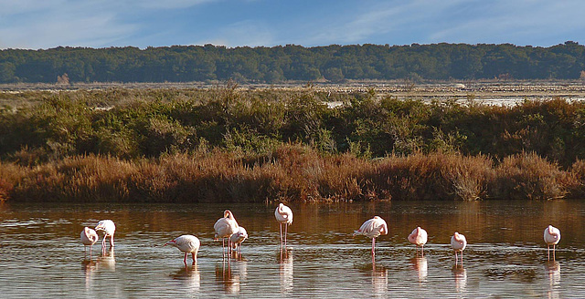 flamands camarguais