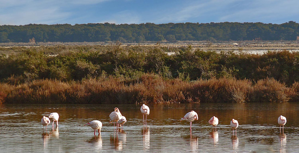 flamands camarguais