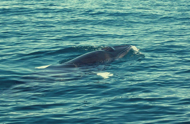 Sesimbra Coast, minke whale