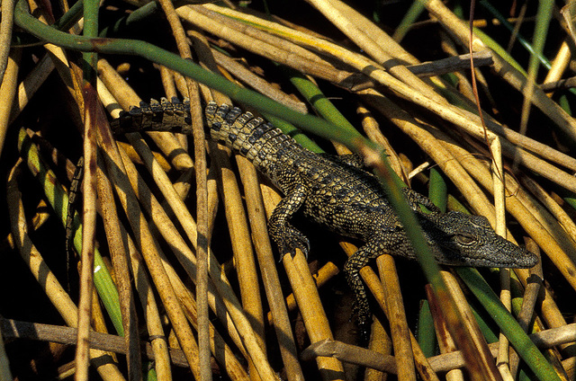 Baby Croc