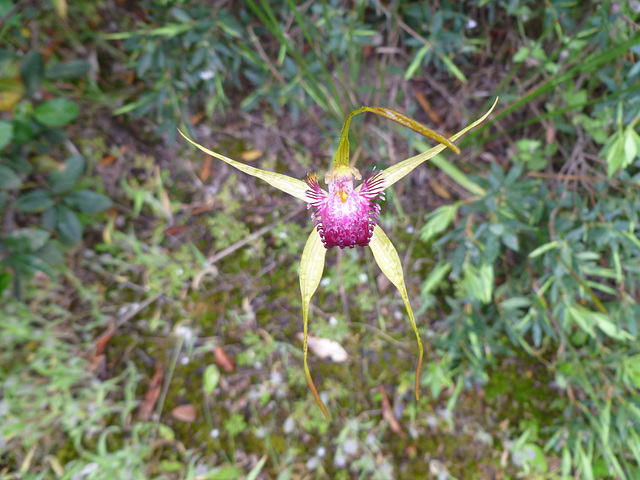 Spider orchid