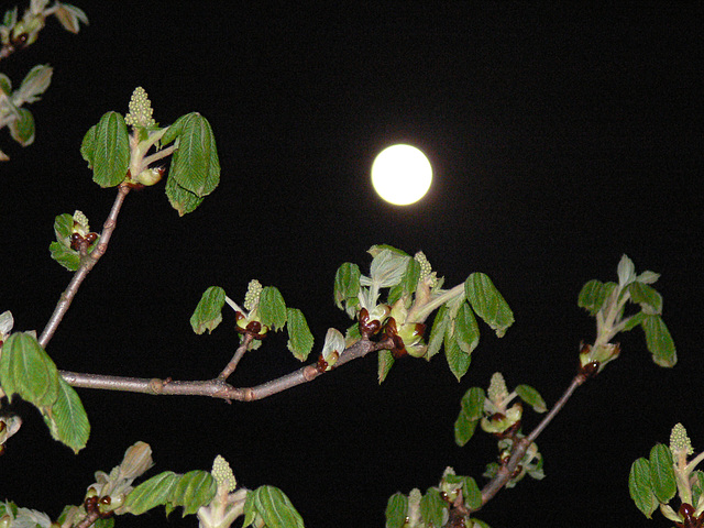 Frühlingsmond 2009-04-10