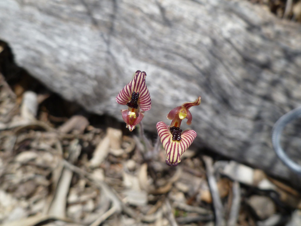 Zebra orchid