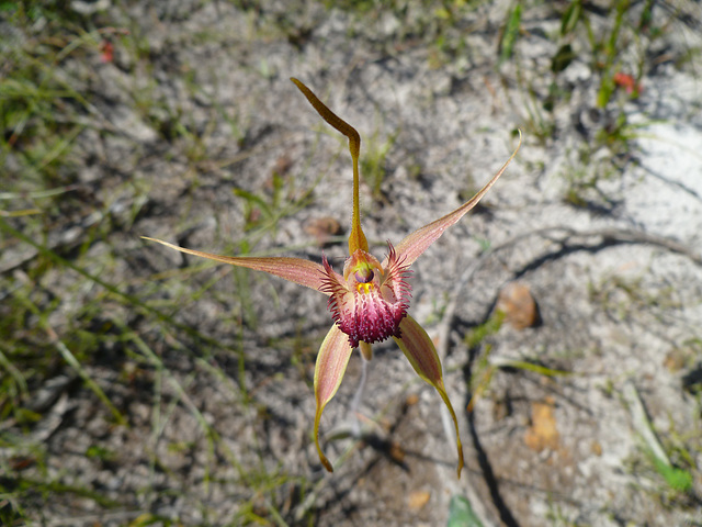 Spider orchid