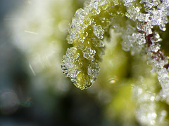 Macro Mossicles