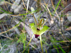 Green spider orchid