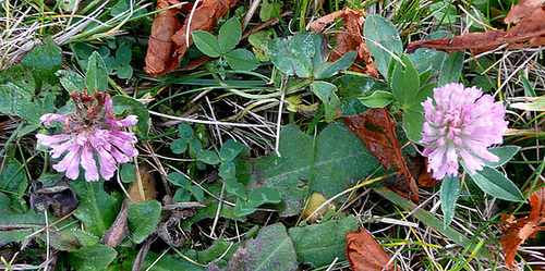 Letzte Kleeblüten