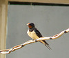 Barn Swallow