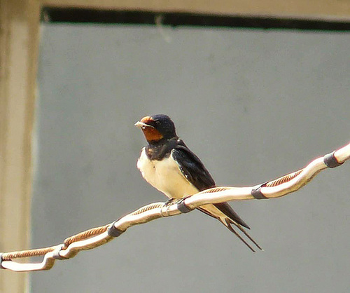 Barn Swallow