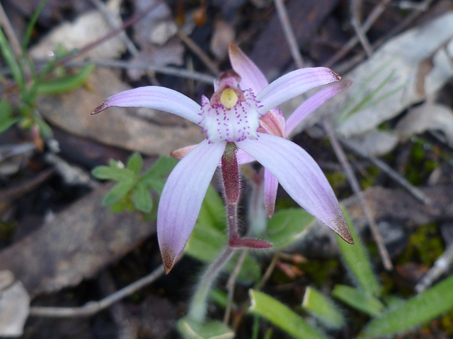 Candy spider orchid