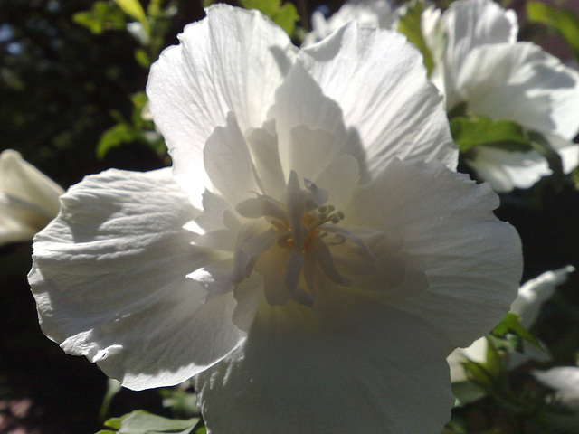 Flor de hibiscus.