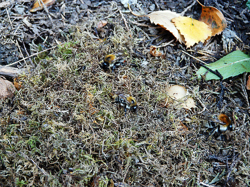 Carder Bees Working on Nest