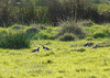 Lapwings @ Filsham