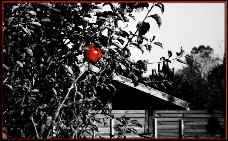 The last  apple