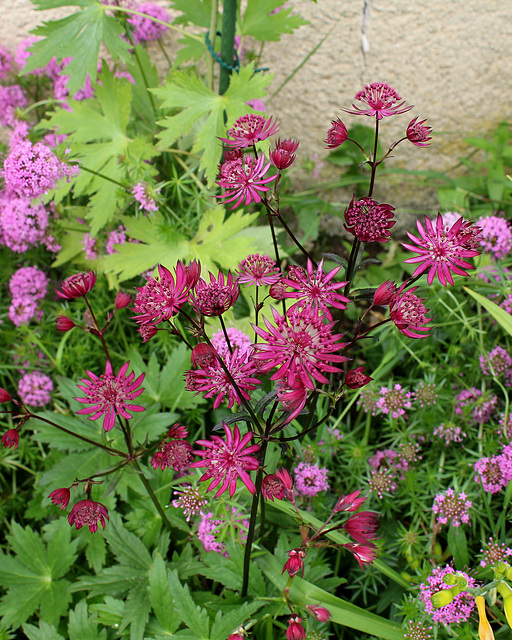 Astrantia major