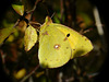 Clouded Yellow