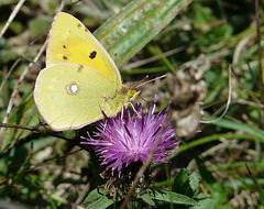 Clouded Yellow