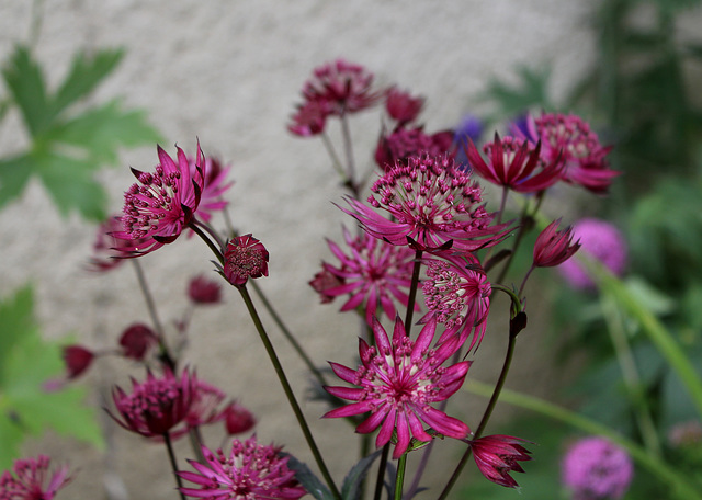 Astrantia