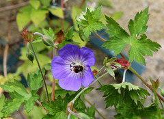 Geranium 'Rozanne ''