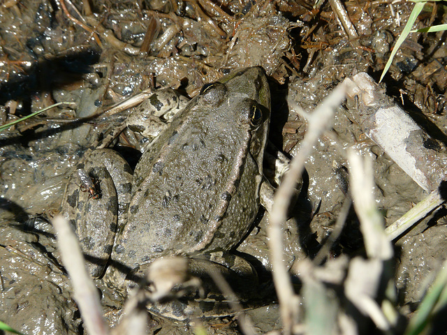 Our Frog Friend & Lunch