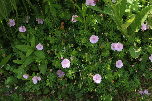 Geranium sanguin rose