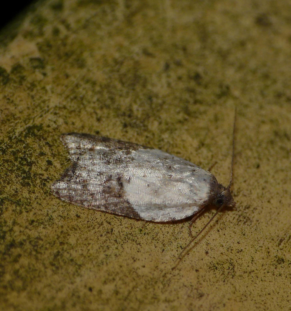 Garden Rose Tortrix