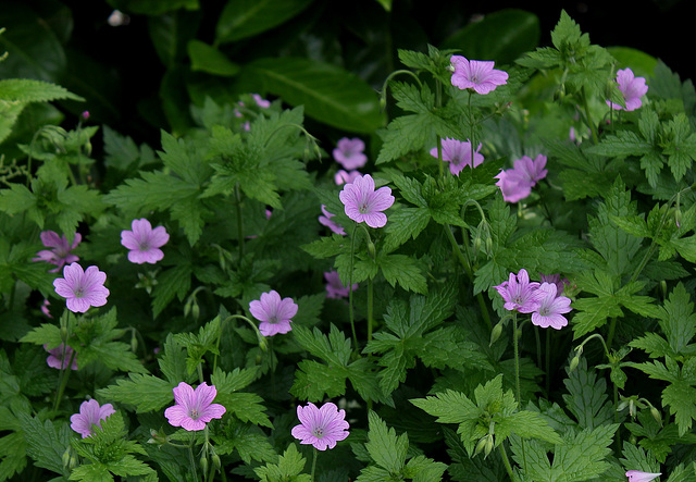 Geranium x oxonianum