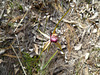 Spider orchid