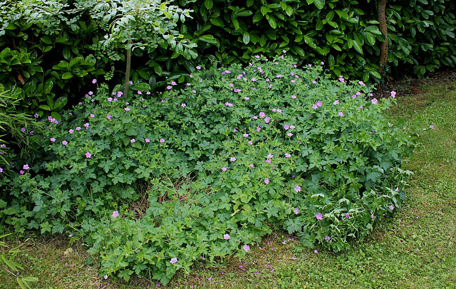 Geranium x oxonianum (2)