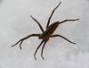 Nursery Web Spider on Ice 3