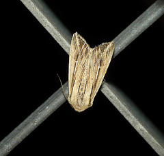 L-album Wainscot